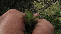 Escallonia myrtilloides