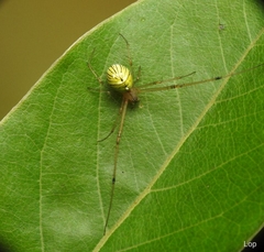 Tylorida striata