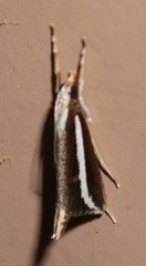 Carectocultus perstrialis