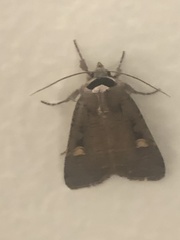 Adelphagrotis indeterminata