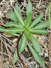 Eryngium lemmonii