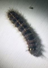 Spilarctia