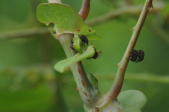 Rhinoncomimus latipes