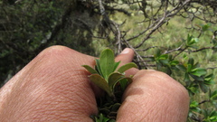 Escallonia myrtilloides
