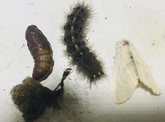 Spilarctia