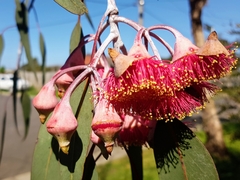 Eucalyptus caesia