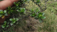Escallonia myrtilloides