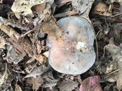 Russula modesta