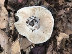 Russula modesta