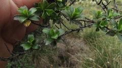 Escallonia myrtilloides