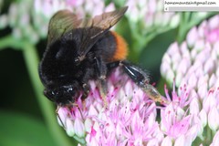 Bombus ignitus