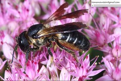 Megachile dinura