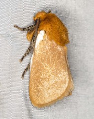 Comana albibasis