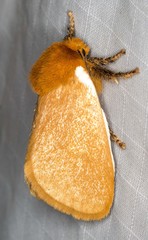 Comana albibasis