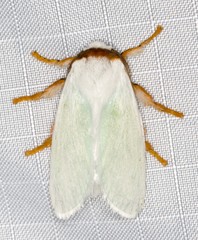 Comana collaris