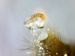 Spilarctia