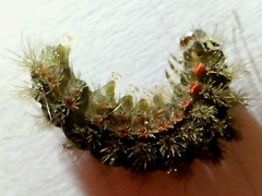 Spilarctia