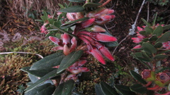 Plutarchia guascensis