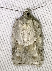 Acleris placidana