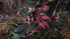 Plutarchia guascensis