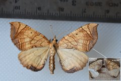 Eulithis gracilineata