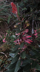 Plutarchia guascensis