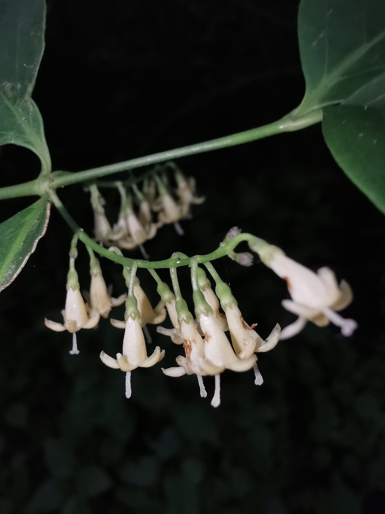 Chiococceae