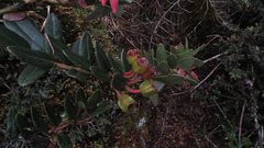 Plutarchia guascensis