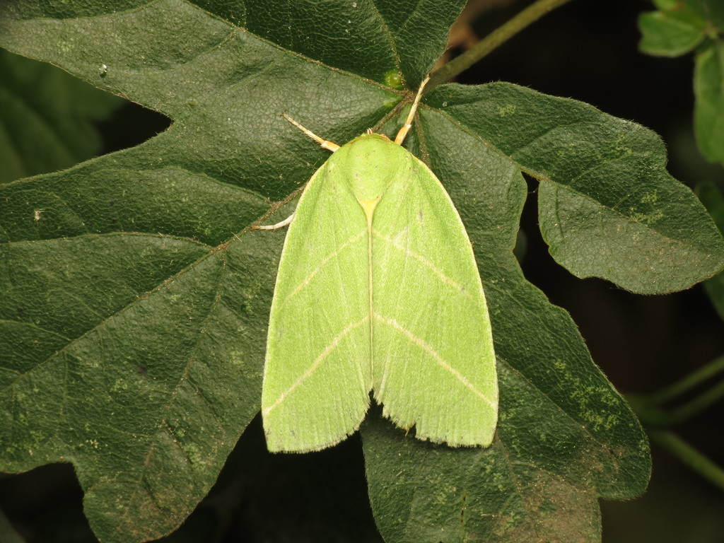 Scarce Silver-lines