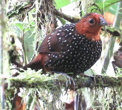 Acropternis orthonyx