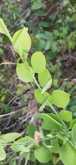 Osyris lanceolata