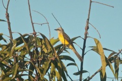 Tyrannus albogularis