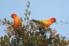 Aratinga solstitialis