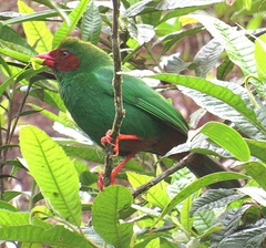 Chlorornis riefferii