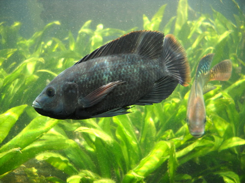 Mozambique Tilapia
