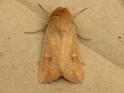 Gelsvarudis Pievinukas nuotrauka