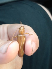 Atylostagma politum