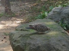 Streptopelia orientalis