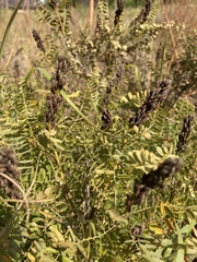 Amorpha nana