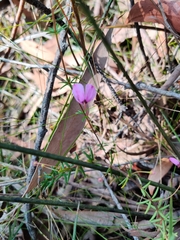 Tetratheca ericifolia