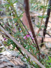 Tetratheca ericifolia