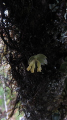 Fernandezia