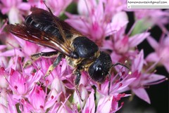 Megachile dinura