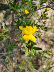 Hibbertia bracteata