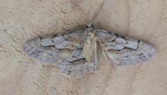 Stenoporpia pulmonaria