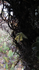 Fernandezia