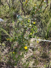 Hibbertia bracteata