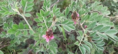 Indigofera schimperi