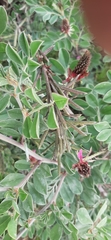 Indigofera schimperi