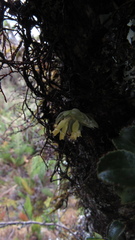 Fernandezia